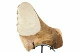 Plesiosaur Ischium Bone on Ammonite Stand - Asfla, Morocco #253133-2